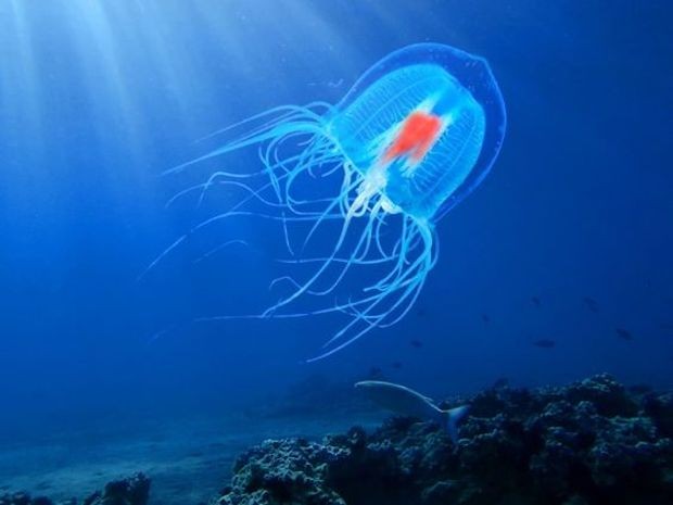 As Turritopsis dohrnii são conhecidas como medusas imortais por sua longevidade (Foto: Pinterest/ scienceabc.com/ Reprodução)