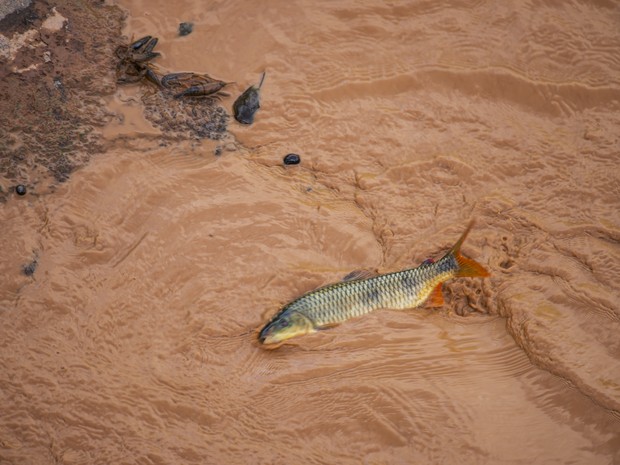 A morte dos rios - Greenpeace Brasil