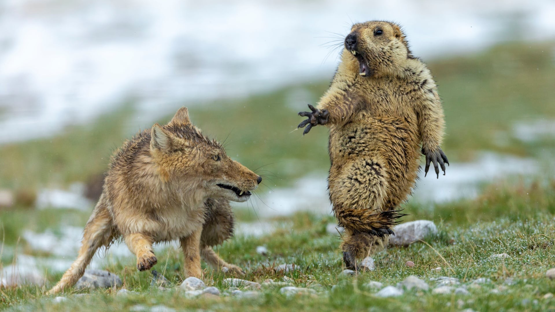 Uma das fotos vencedoras mostra uma marmota sendo assustada (Foto: Bao Yongqing)