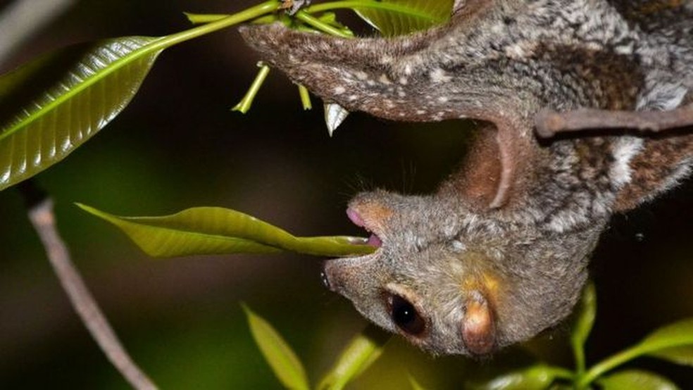 Os colugos comem folhas e flores diretamente dos galhos das árvores — Foto: Priscillia Miard/BBC