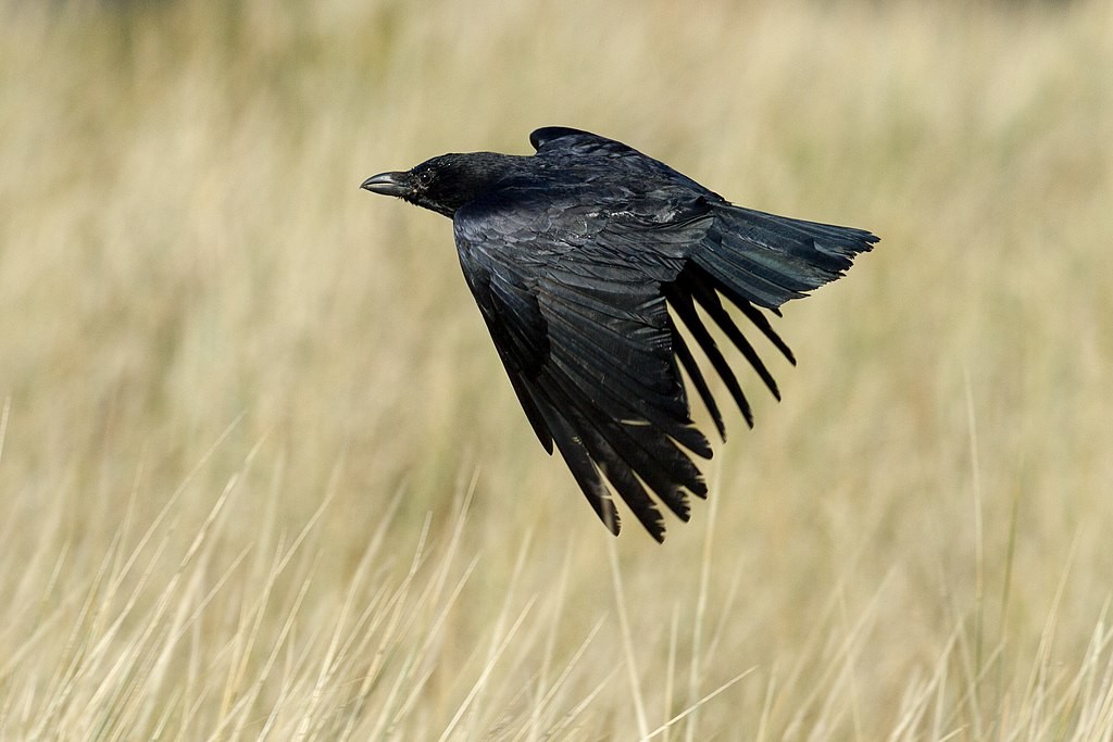 O cérebro dos corvos é o maior entre as aves (Foto: Danrok/ Wikimedia Commons/ CreativeCommons)