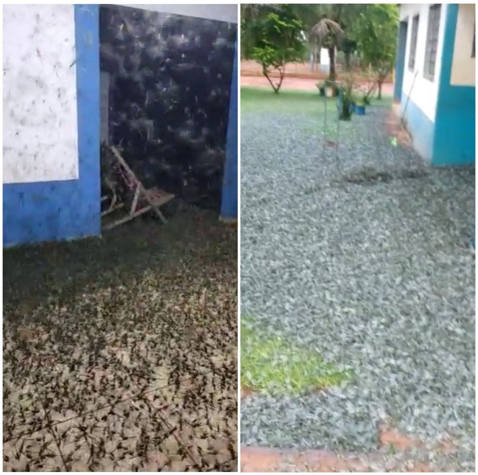 Insetos invadiram fazenda durante a noite e amanheceram mortos — Foto: Reprodução