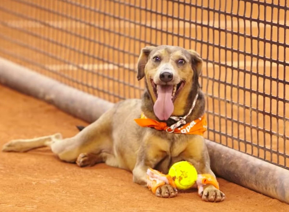 A ação ocorreu também nos torneios em São Paulo, onde os cães foram um sucesso (Foto: YouTube/ Reprodução)