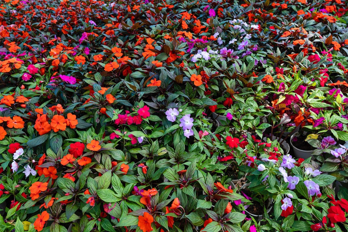 Beijo-pintado (impatiens hawkeri): a planta que se espalha facilmente -  Casa e Jardim | Plantas