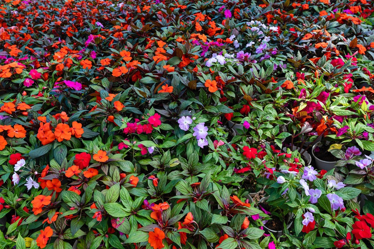 Beijo-pintado (impatiens hawkeri): a planta que se espalha facilmente -  Casa e Jardim