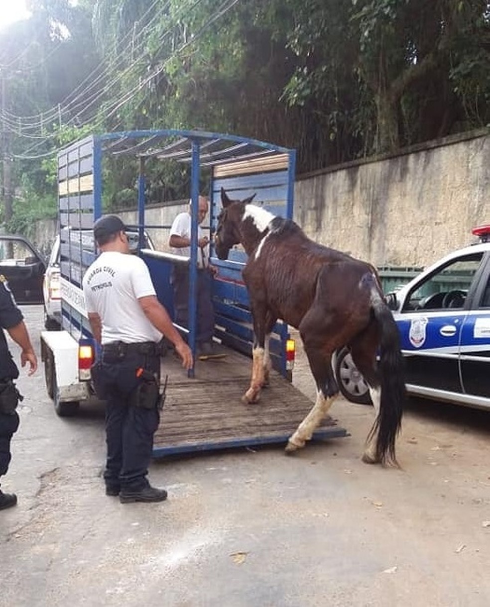 Cavalo foi levado para o curral de apreensões, em Itaipava — Foto: Divulgação/Guarda Municipal