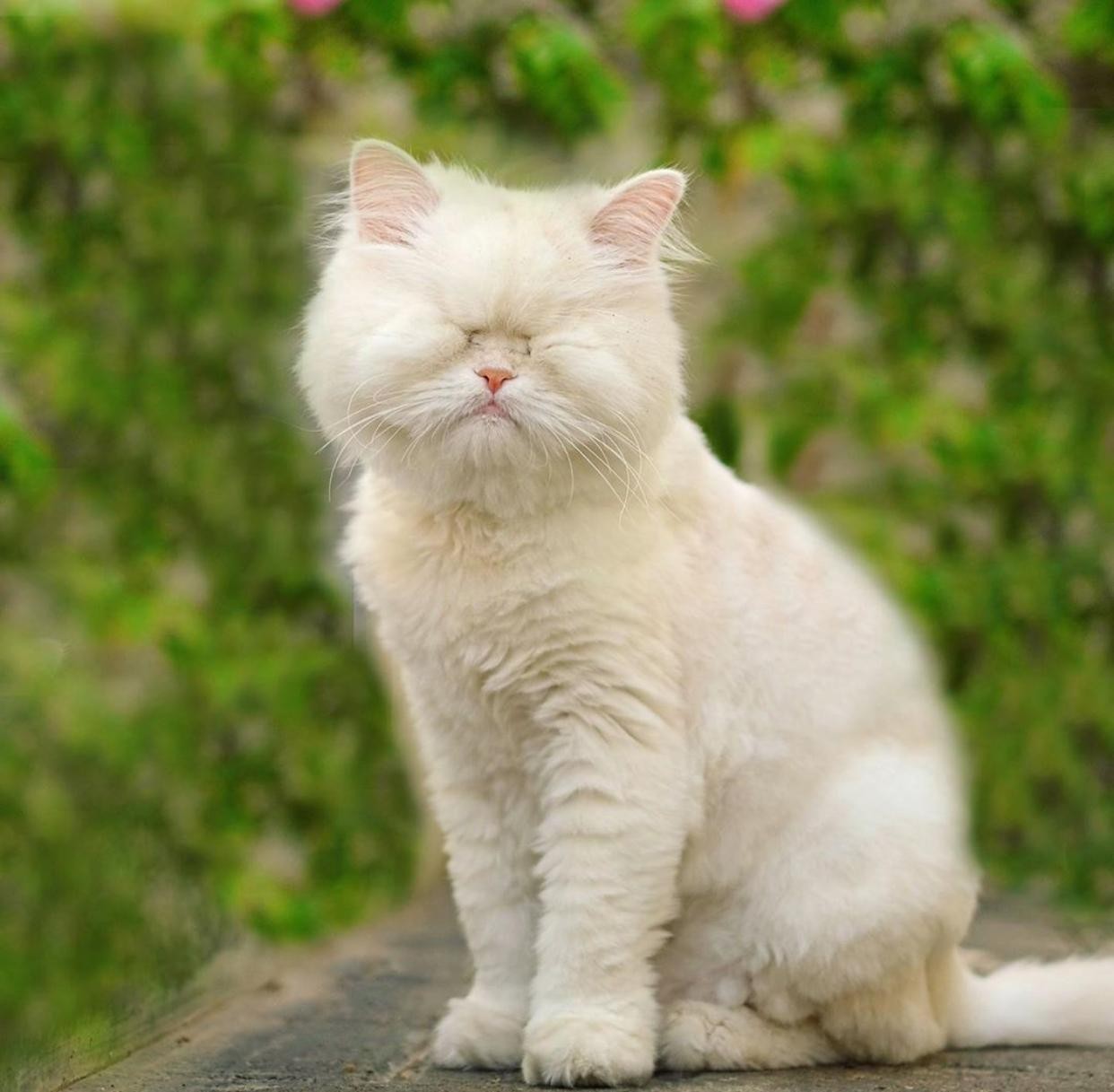Moet, o gato persa cego que conquistou milhares de seguidores no Instagram (Foto: Reprodução/Instagram)
