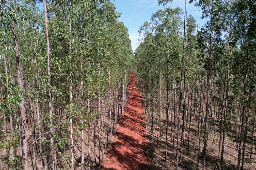 Madeira de florestas plantadas é a matéria-prima para a produção de celulose — Foto: Silas Ismael