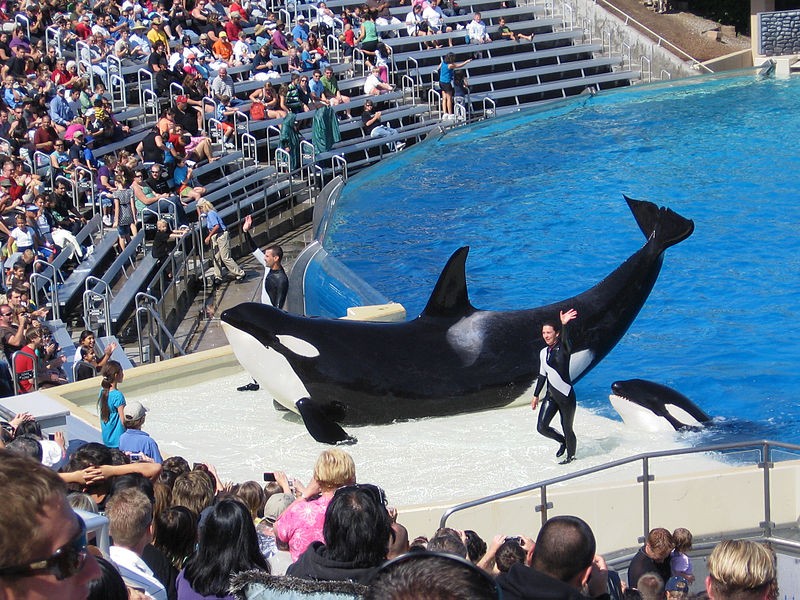 Alto nível de estresse em orcas mantidas em cativeiro levam à morte precoce dos animais (Foto: Wikimedia Commons)