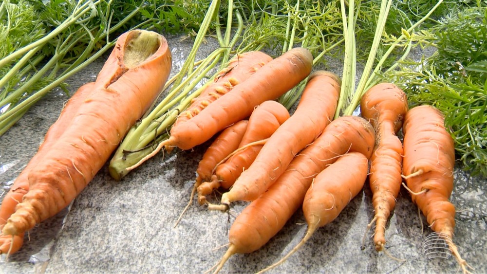 cultivo de cenoura está sendo testado na região