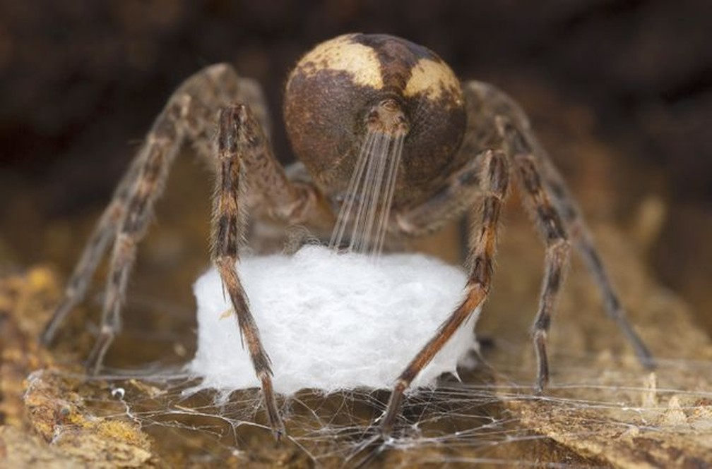 Esta aranha dolomedes está produzindo seda por meio de suas fiandeiras para tecer seu saco de ovos — Foto: GIL WIZEN/WPY