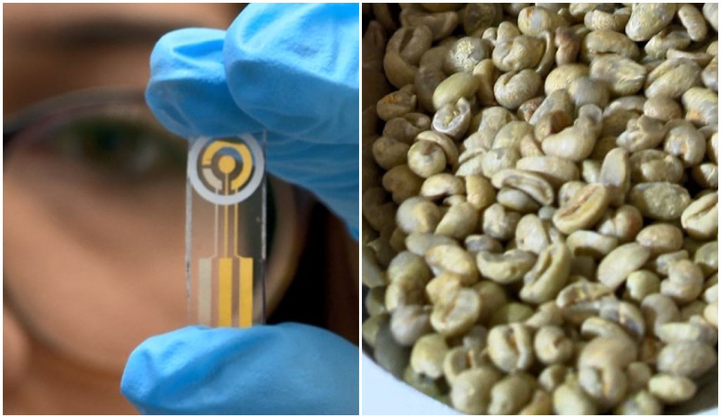 
Sensor que detecta toxina no grão de café em 30 minutos é criado por pesquisadores da USP e da Ufes
