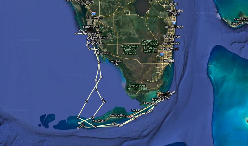 Mapa mostra deslocamento da tartaruga-comum macho no último ano, próximo à costa da Flórida — Foto: Reprodução