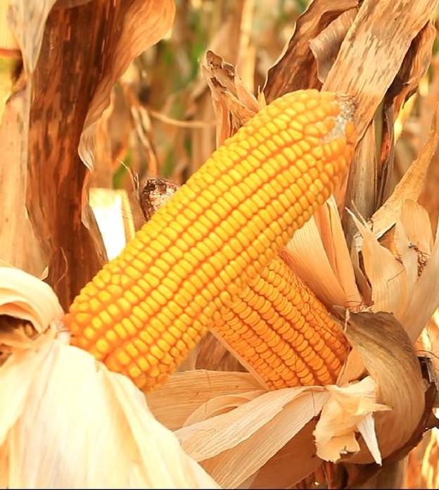 Cigarrinha causa perdas para o milho e preocupa agricultores