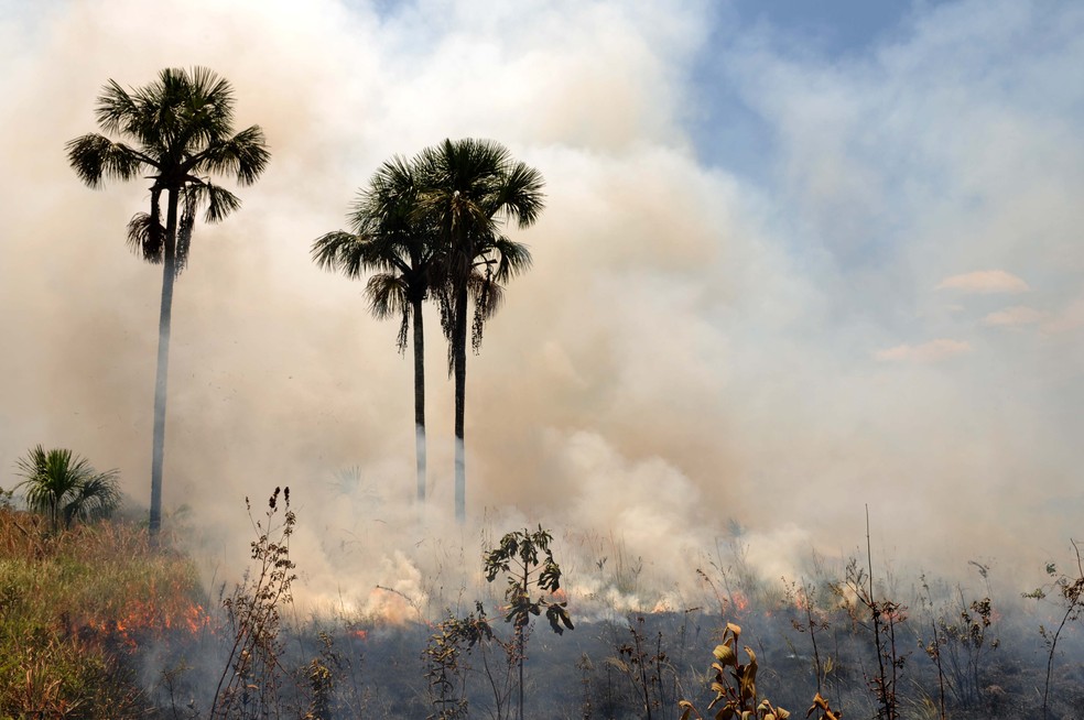 Vegetação queimando em área do DF. (Foto: Gabriel Jabus/Agência Brasília)