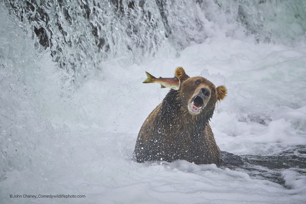 Um peixe dando um "soco" no urso — Foto: John Chaney/Comedy Wildlife 2022
