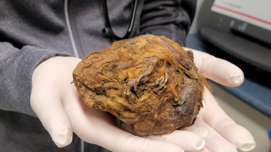 “Bola de pelo” encontrada no Canadá é esquilo de 30 mil anos; veja