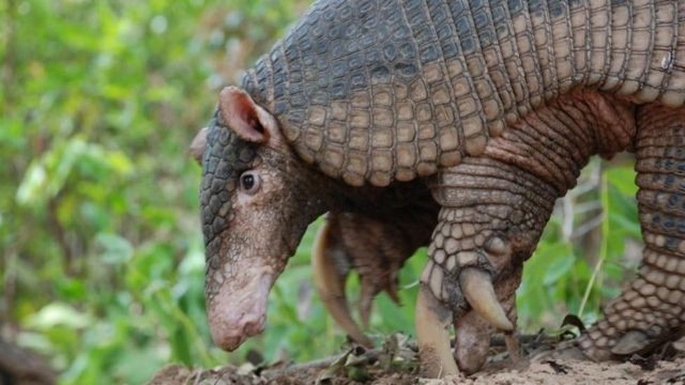 O desmatamento do Cerrado está diminuindo a oferta de comida para o tatu-canastra — Foto: Divulgação ICAS