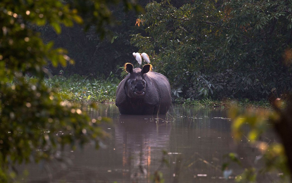 Rinoceronte é visto em área alagada do santuário selvagem Pobitora, ao leste de Gauhati, na Índia, na sexta-feira (19) — Foto: AP Photo/Anupam Nath