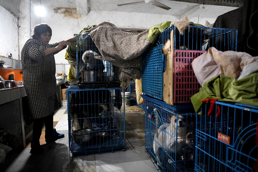 Funcionária ajuda no abrigo improvisado dentro da casa de aposentada na China, que recolheu mais de 1,3 mil cães abandonados — Foto: Noel Celis/AFP