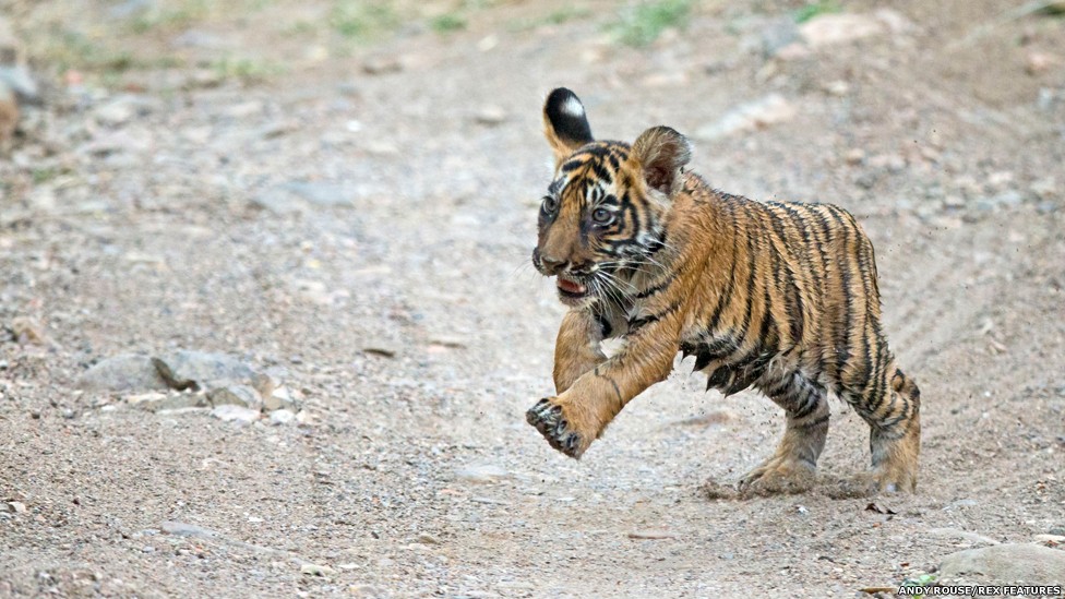 Milhares de tigres-de-bengala, os tipos mais numerosos de tigres, costumavam habitar Bangladesh, Butão, Índia e Nepal, mas os números caíram dramaticamente nas últimas décadas (Foto: Andy Rouse/Rex Features/BBC)
