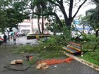 Duas adolescentes ficam feridas após queda de  árvore em Ijuí, RS