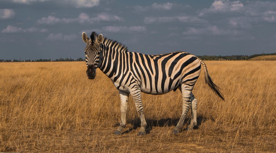Startups que se opõem à jornada dos negócios bilionários ganharam o nome de zebras (Foto: Pexels)