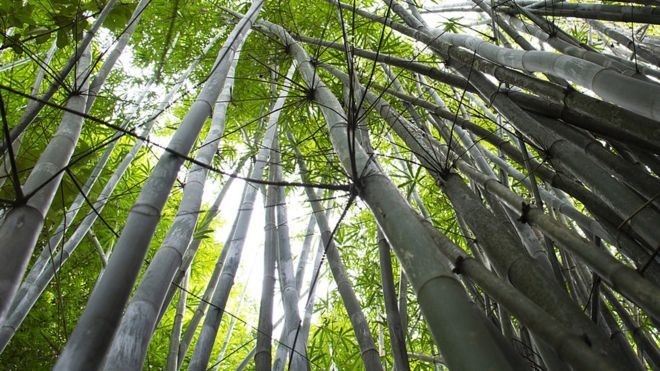 Bambu elétrico: cientistas brasileiros transformam planta em substituta para fios e canos thumbnail
