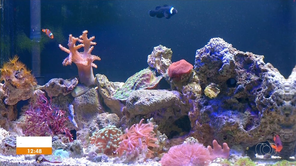 Morador De Palmas Monta Aquario Com Pedaco Do Recife Para Criar Peixe Palhaco Tocantins G1