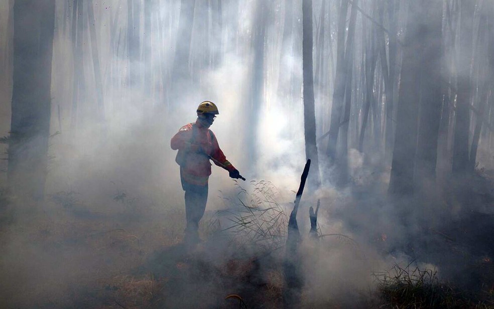 Bombeiro combate incêndio em área florestal; em imagem de arquivo — Foto: Corpo de Bombeiros/Divulgação