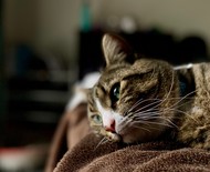 Rinotraqueíte felina: conheça os principais tratamentos contra a doença