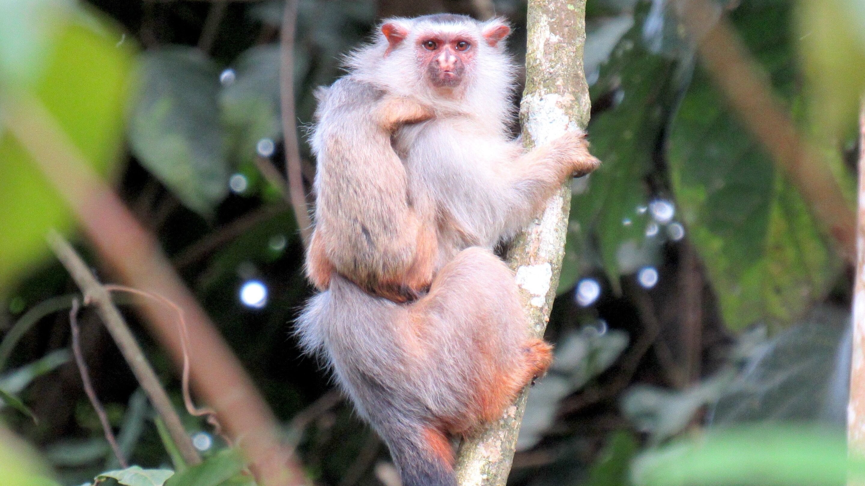 O nome do macaco Mico schneideri homenageia o primatólogo paulistano Horacio Schneider (Foto:  Rodrigo Costa-Araújo)