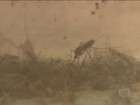 Mosquito da dengue está resistente a temperatura amena, mostra pesquisa