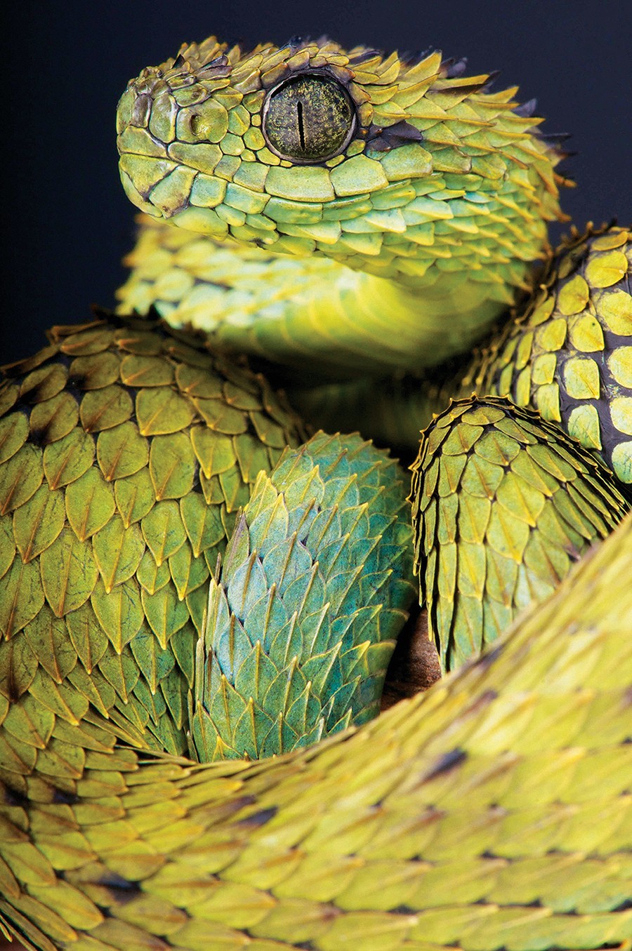 Cores vibrantes de répteis serpente brilhante deslizando à luz do