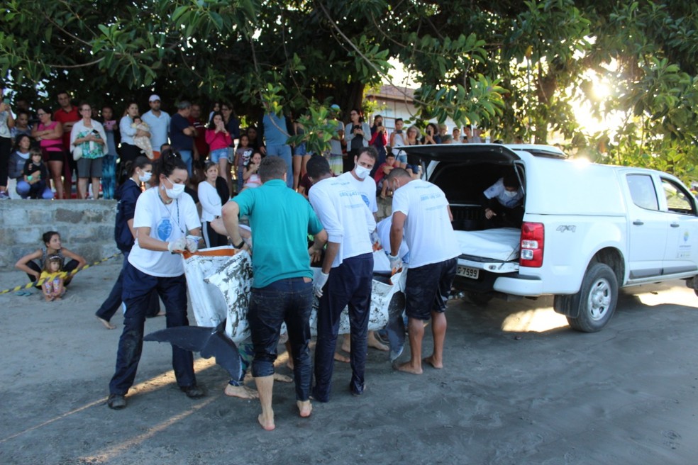 Golfinho &eacute; resgatado ap&oacute;s encalhar em praia de Ubatuba &mdash; Foto: Divulga&ccedil;&atilde;o/ Instituto Argonauta