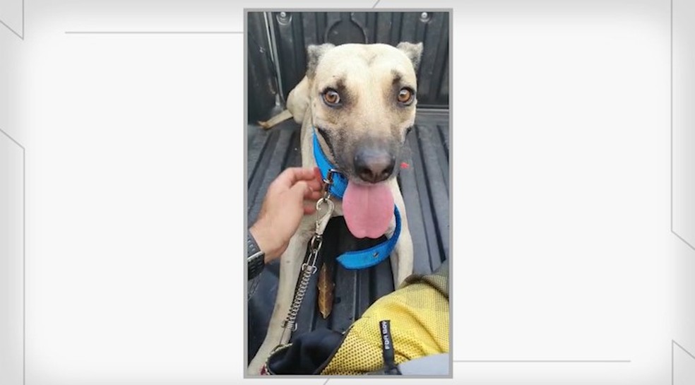 Cachorro é resgatado pela polícia após vídeo de agressão viralizar — Foto: Reprodução