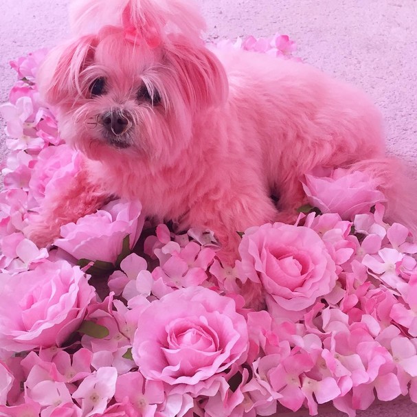Conheca A Mulher Que E A Pessoa Mais Cor De Rosa De Hollywood Revista Glamour Must Share Milhares de fotos novas de alta qualidade são adicionadas todos os dias. pessoa mais cor de rosa de hollywood
