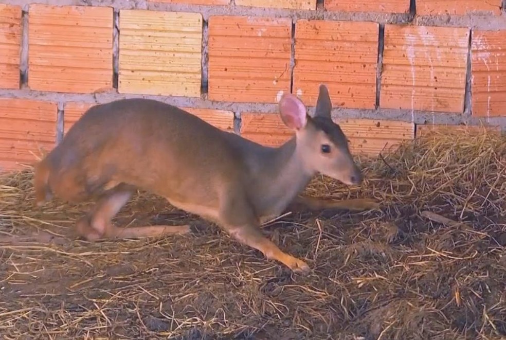 Veado foi atropelado com a mãe e precisou ser amputado (Foto: TV TEM / Reprodução )