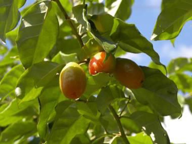 Fruta Gumí-do-himalaia (Foto: Hélton Josué Teodoro Muniz/Divulgação)