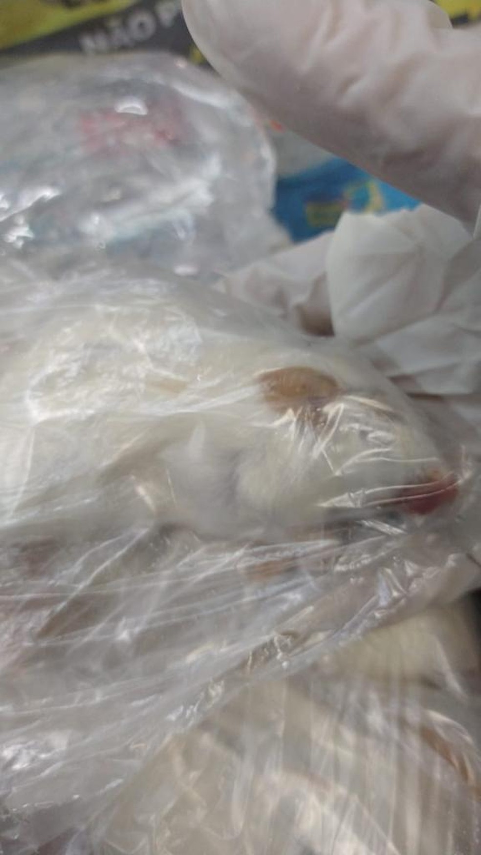 Ratos congelados foram encomendados através dos Correios — Foto: Divulgação