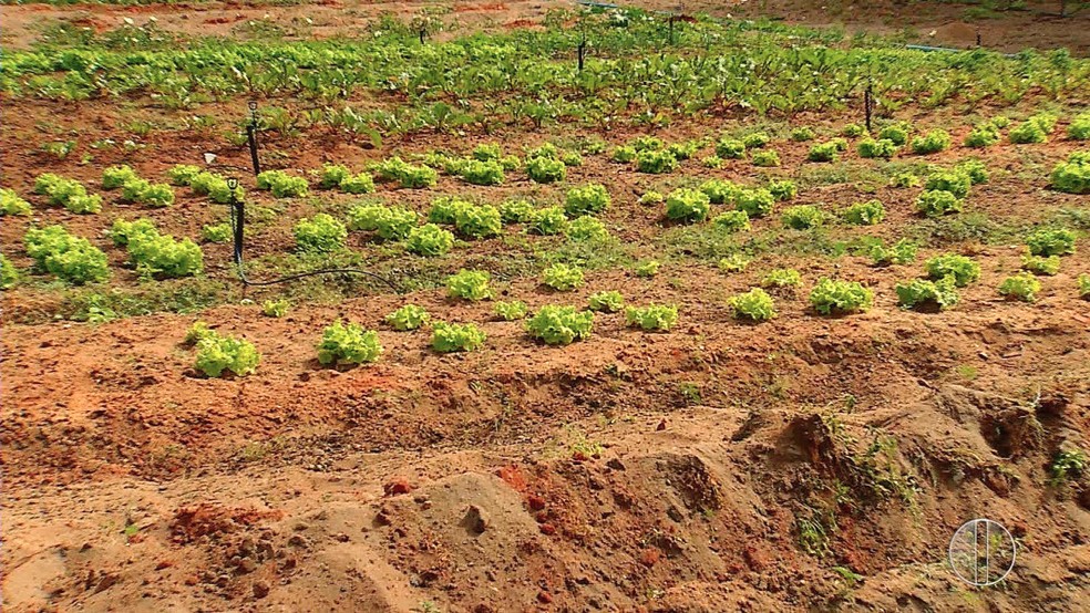 Hortaliças produzidas são doadas para moradores do bairro e também vendidas  — Foto: Reprodução/Inter TV Cabugi