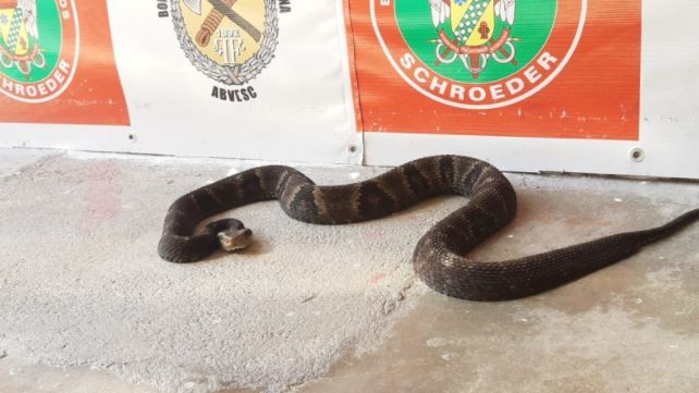Cobra venenosa é capturada por bombeiros no pátio de casa em SC