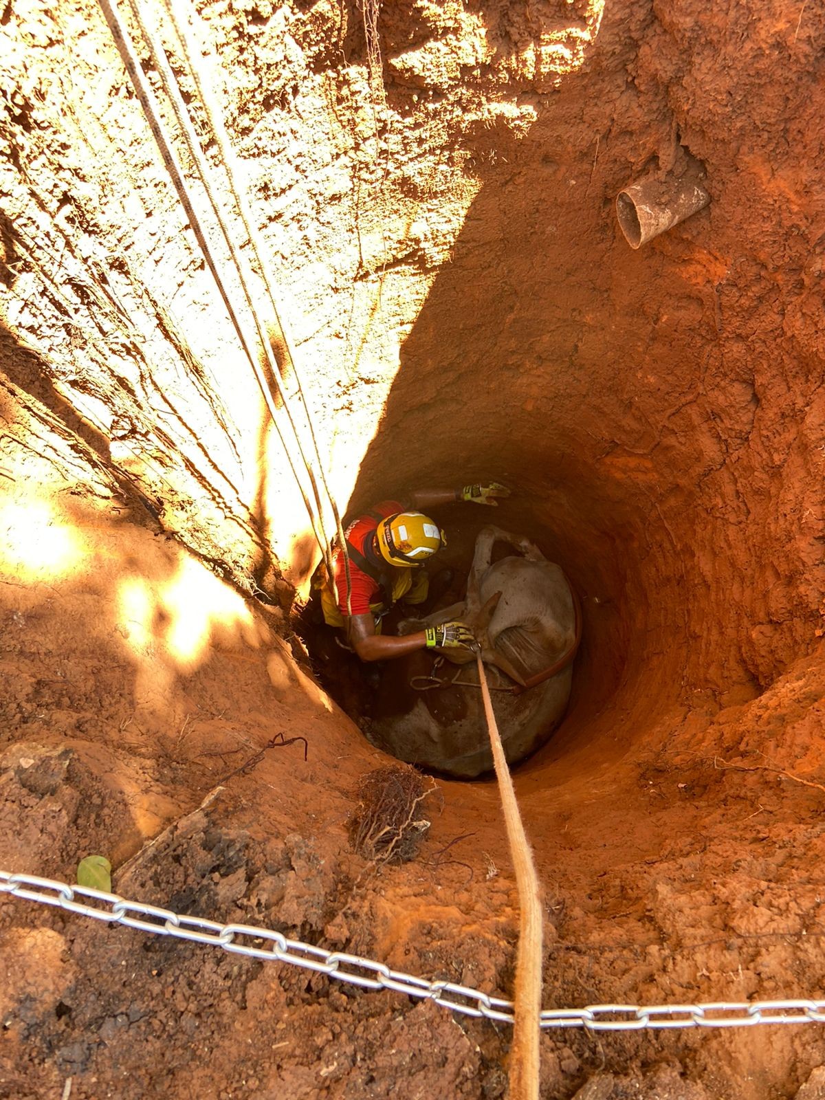 Vaca prenha cai em fossa com seis metros de profundidade em Montes Claros 