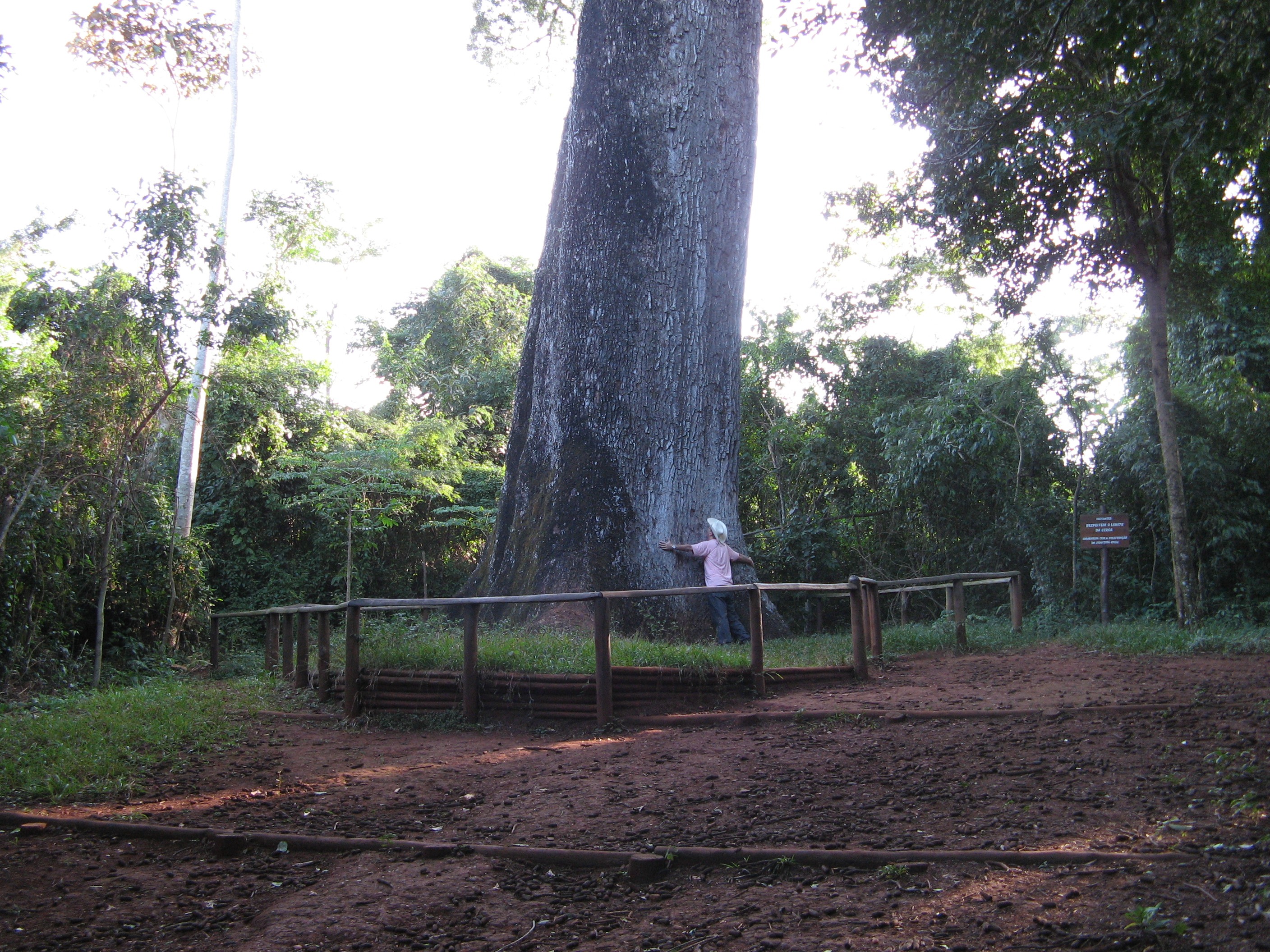O diâmetro do tronco chega quase aos 4 metros (Foto: Wikimedia Commons)