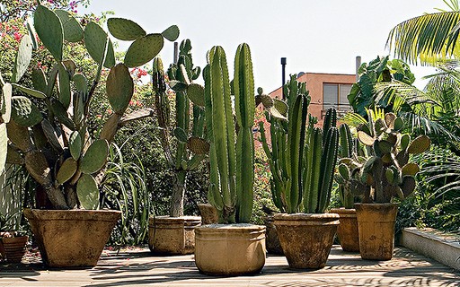 Prickly pear cactus  Arte com cactos, Fotos de cactos, Pintura de cacto