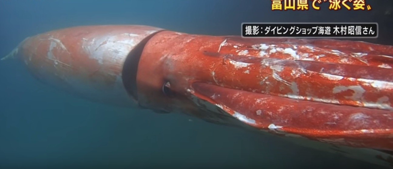 Animal normalmente é encontrado em águas profundas (Foto: Reprodução / fukusuke234 via Laughing Squid)