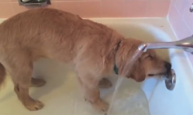Cão foi filmado por sua dona 'tomando' banho sozinho (Foto: Reprodução/YouTube/BradytheGoldenPup)