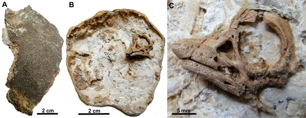 Imagem mostra a casca do ovo (A), o crânio do dinossauro dentro da casca (B) e o crânio ampliado (C). — Foto: Martin Kundrat, Evolutionary Biodiversity Research Group Pavol Jozef Šafárik University