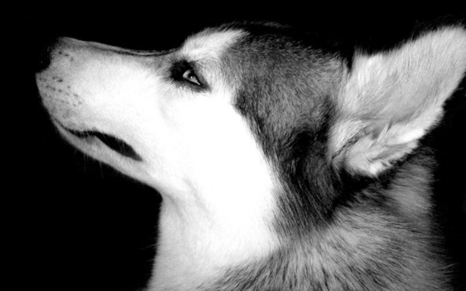 Papel De Parede Husky Siberiano Download Techtudo