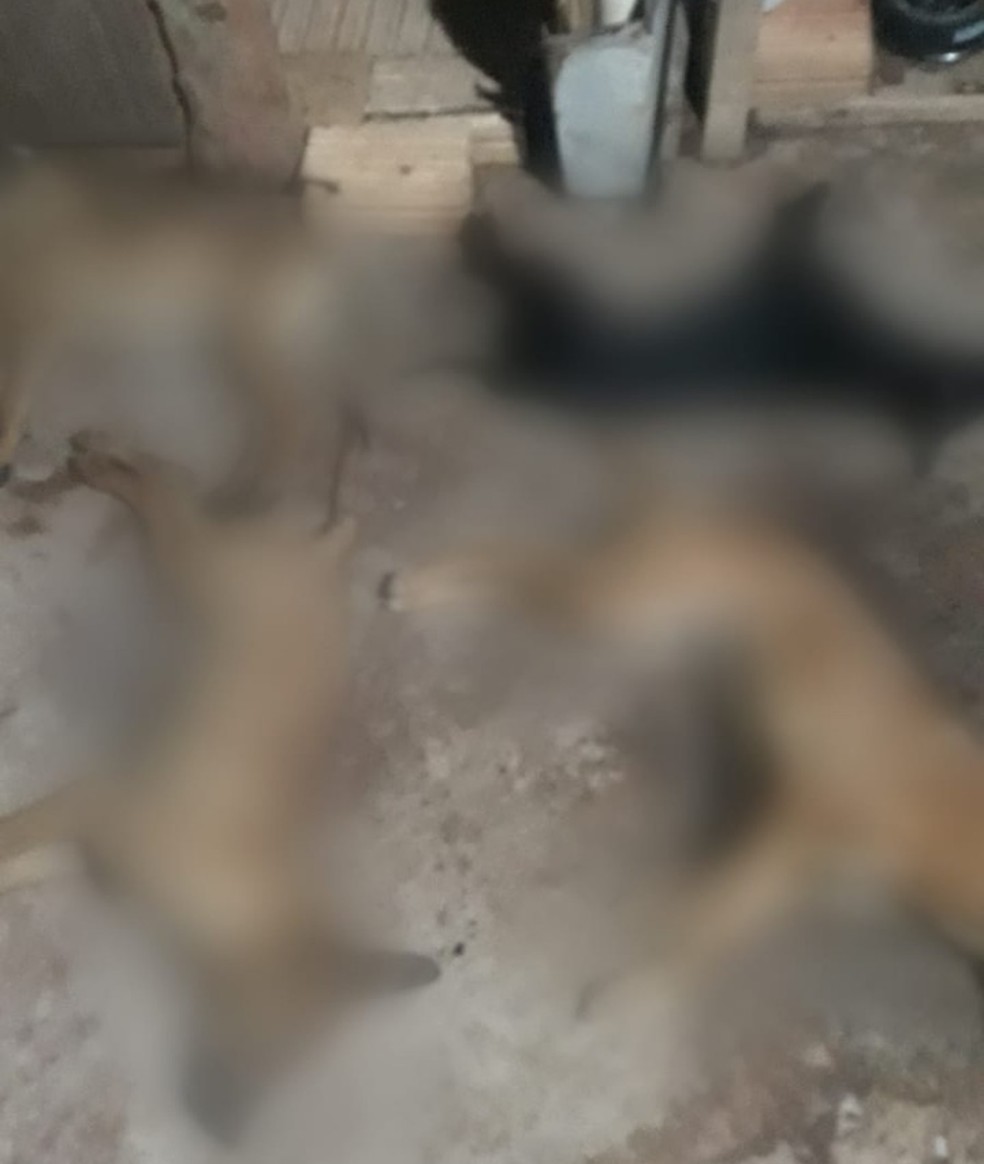 Cães mortos em quintal de moradora de Pompeia supostamente com veneno — Foto: Arquivo/Divulgação